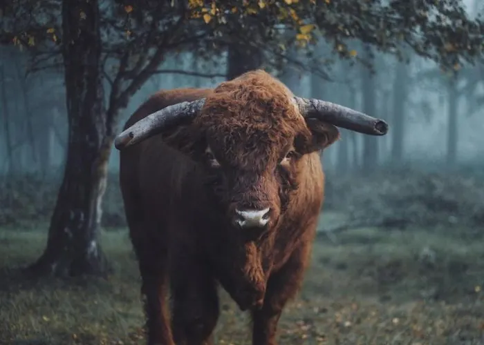 Heuvellodge Robin Alpha 76 Casa de Férias *